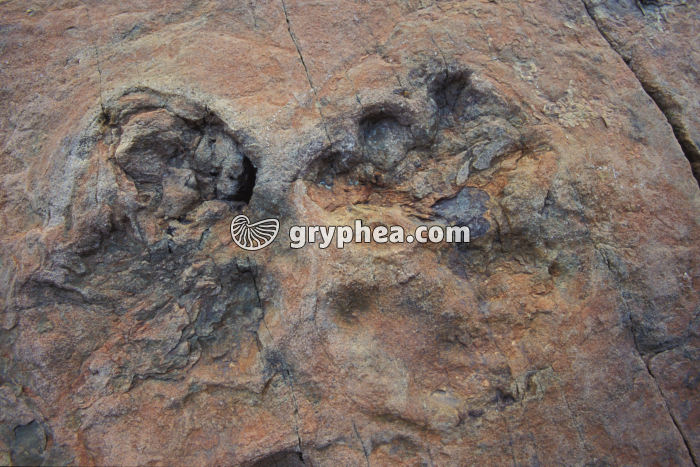 Traces dinosaure Emosson - gryphea.org